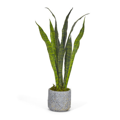 Plant in Concrete Pot