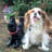 Boot Buddies Abbey Dog Novelty Statue