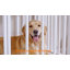 Caisse pour chien robuste-1610950204