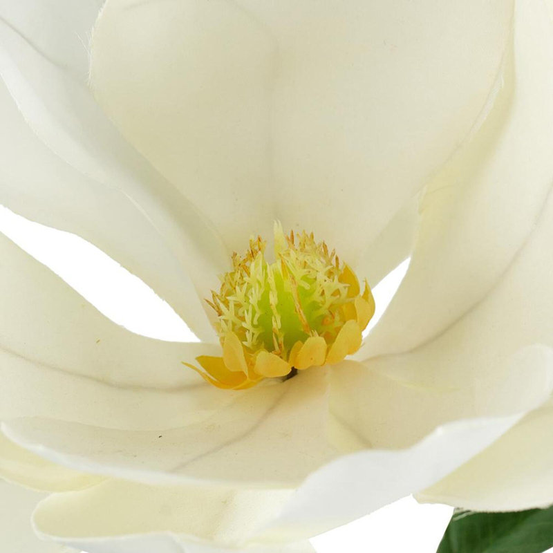 Tige de magnolia