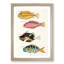 East Indies Fish Illustrations Fol. 28 by Louis Renard - Picture Frame Painting Print-55547423-55547426