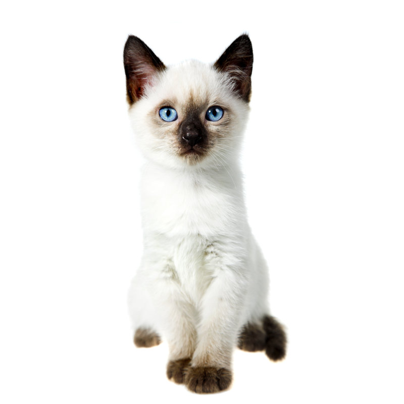 Siamese Cat by Kovalvs - Wrapped Canvas Print, 46cm H x 30cm W x 3.8cm D