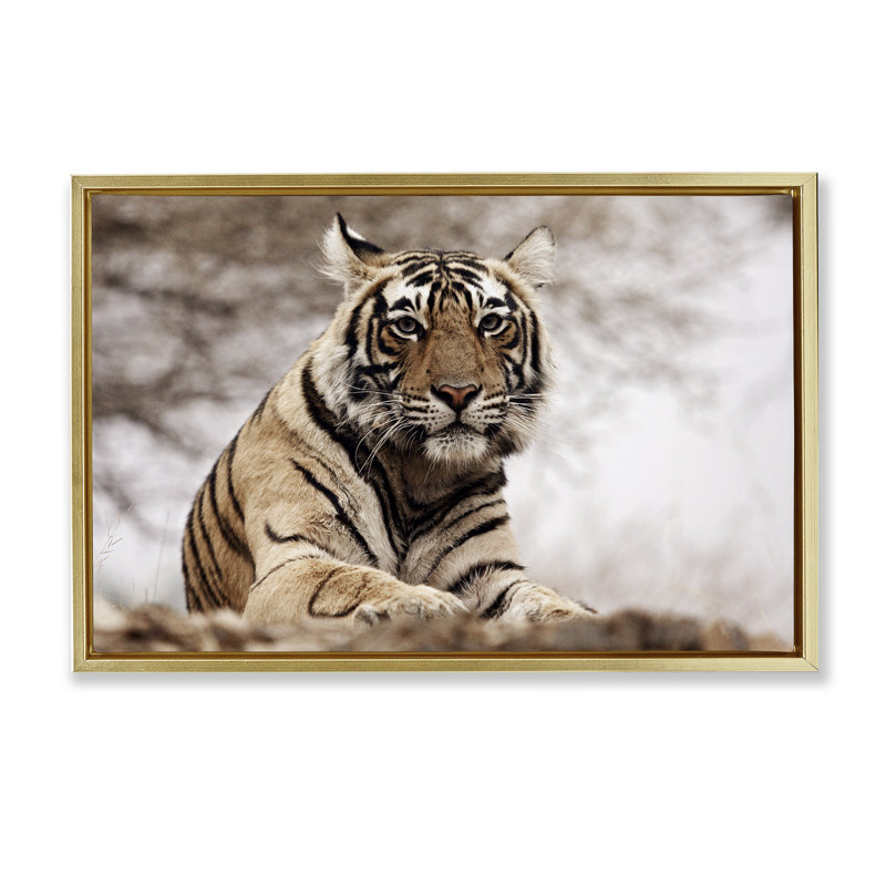 «Strong Tiger Atop Hill» par Danita Delimont, Cadre flottant métallique doré, H 21 po x l 31 po