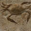 6" x 6" SeaStone Cement Crab Fossil Impression Square Edge Medallion Tile in Buff