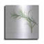 «Variegated Rosemary» par Chris Paschke-1536449220