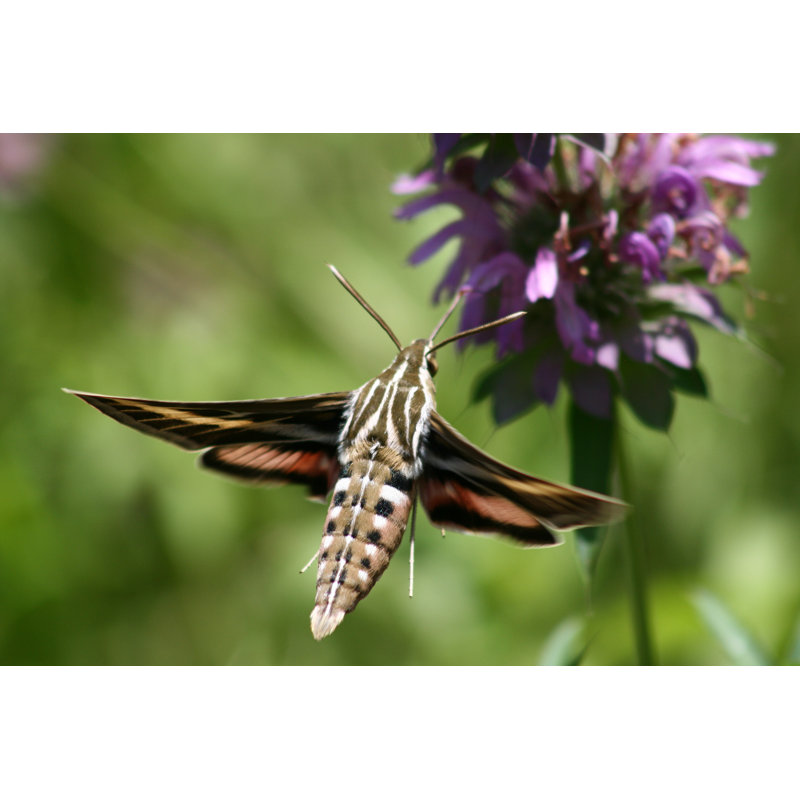 Fonzie Sphinx Moth sur toile par Bobme, photographie, H 8 po x l 12 po