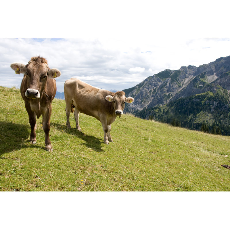 Cows by Hfoxfoto - Wrapped Canvas Print, 30cm H x 46cm W