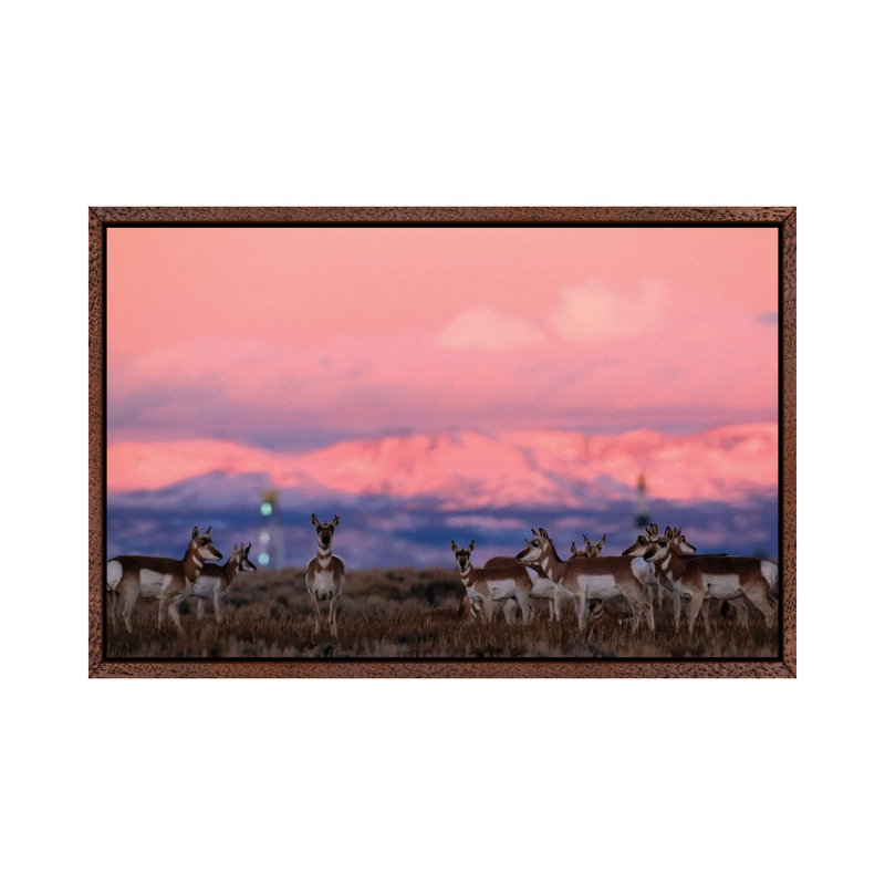 A Herd Of Pronghorns Graze Near Gas Drilling Rigs Sunset Near Pinedale, Wyoming by Joel Sartore - Gallery-Wrapped Canvas Giclée on Canvas
