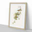 Fuscous Honeyeater Birds by Elizabeth Gould - Framed Print-55579079-55579082