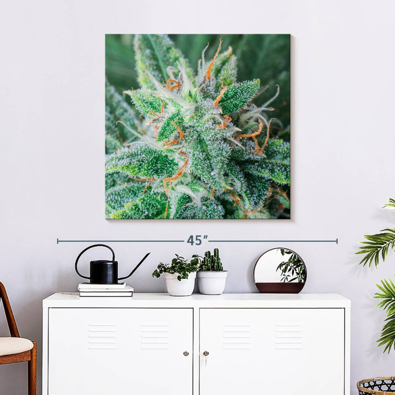 Cannabis Trichomes And Pistils