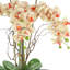 Orchids Arranged in Fiberstone Planter-427188112