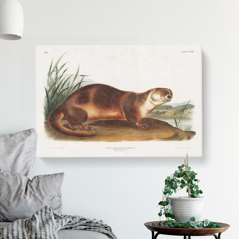 Canadian Otter by J.W. Audubon - Wrapped Canvas, 35cm H x 50cm W x 3cm D