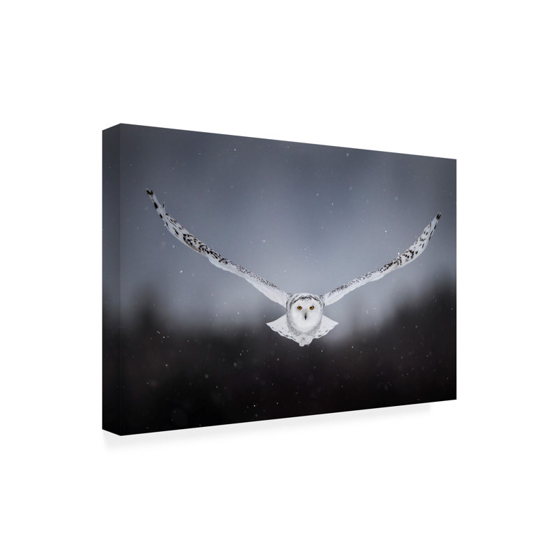 Art sur toile «Bachelor Alberto Ghizzi Panizza», H 16 po x l 24 po