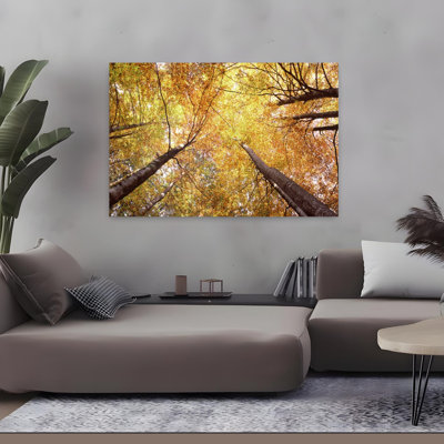 Vue en contre-plongée des arbres, Bavière, Allemagne, paysage forestier contemporain abstrait
