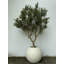 Artificial Olive Tree 30" Globe Planter-445470675