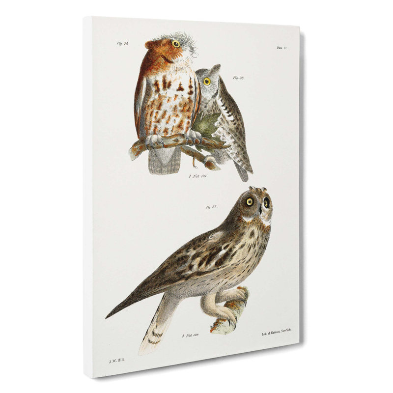 Owls by J.E. De Kay - Wrapped Canvas Painting, 50cm H x 35cm W x 3cm D