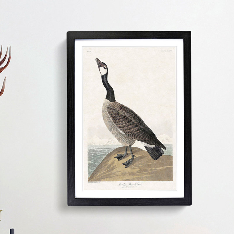Hutchins Barnacle Goose by John Audubon - Framed Print, Black Framed, 65cm H x 48cm W x 2cm D