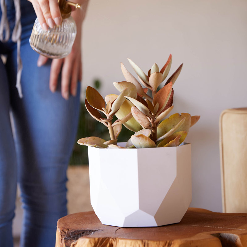Ensemble de pots à fleurs 6 po Tuxton, Blanc