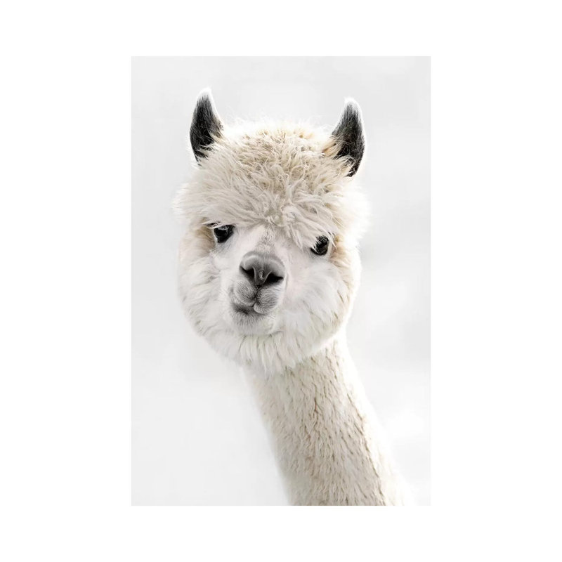Peeky Alpaca 1 Piece Wrapped Canvas Wall Art, 30.48 cm H x 45.72 cm W