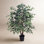 48 " Ficus Tree with Base Included