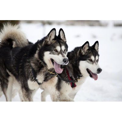 " Husky Dogs In Romania "