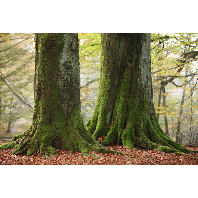 Old Trees by Heckepics - Wrapped Canvas Print, 30cm H x 46cm W x 3.8cm D