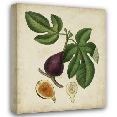 Art sur toile tendue Lark Manor ™ Weddell Gallery: Non, figuier antique embelli