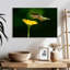 Colibri ronce en vol-108872237