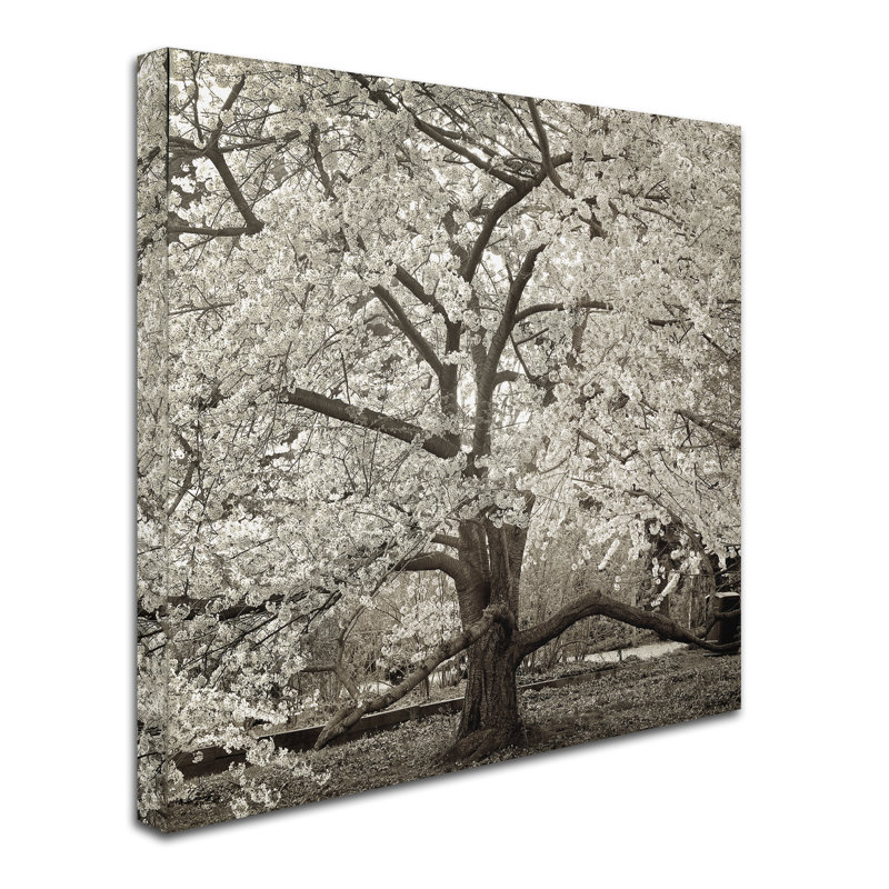 Alan Blaustein «Hampton Magnolia II», reproduction de photo sur toile tendue, H 18 po x l 18 po x P 2 po