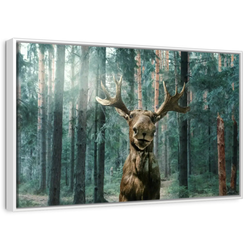 Orignal sauvage, Cadre flottant blanc, 13 po x 9 po