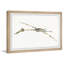 «Brokaw Pterodactyl Skeleton», reproduction encadrée-1431909740