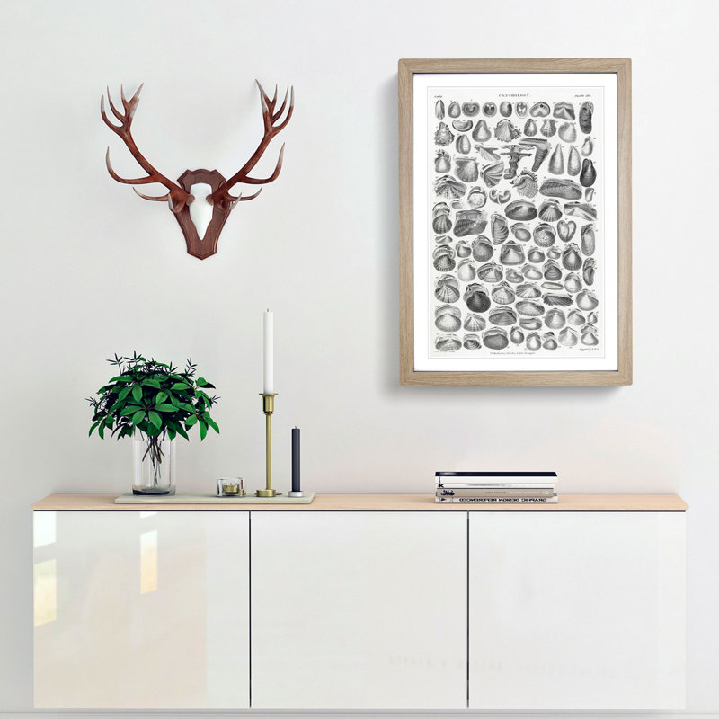 Study of Mollusc Shells XXI by Oliver Goldsmith - Framed Print, 48cm H x 36cm W x 2cm D, Oak Framed