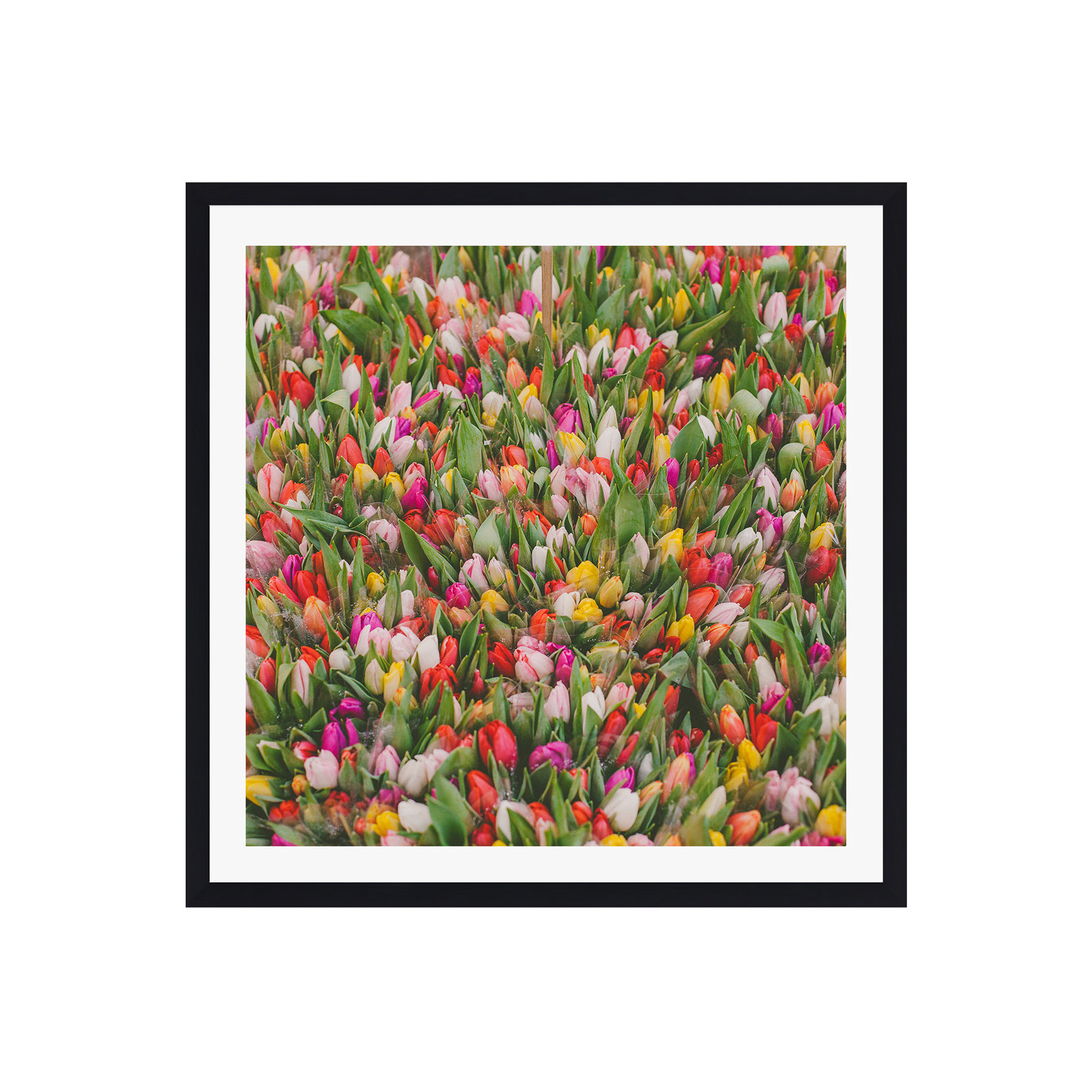 Rainbow Tulips by Hello Twiggs, 12" H x 12" W x 0.75" D, Black Single Picture Framed, Yes