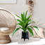 36 po Dracaena artificiel en panier