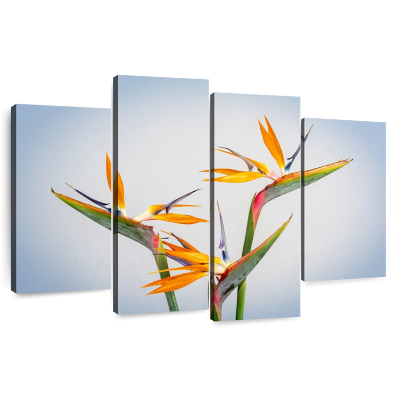 Strelitzia jaune Harnek, H 22 po x l 36 po