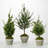 Simms 32'' Faux Cedar Tree in Cement Pot