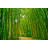 Asylbek Bambusoideae Bamboo Forest - Wrapped Canvas Print-293232493