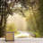 Forest Nature Landscape Peel & Stick Clear Border-88769950