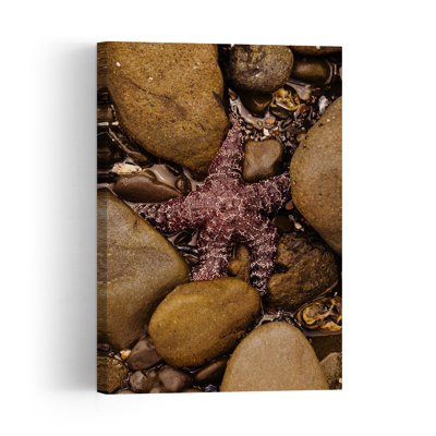 Starfish In Tide Pool Abstract Starfish Coastal Wall Art Print 1 Piece Wrapped Canvas Wall Art