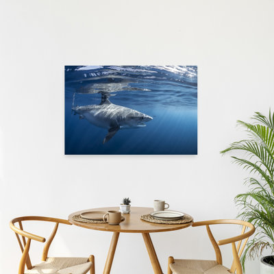 Majestic Great White Shark Contemporary Fish Shark Wall Art Print
