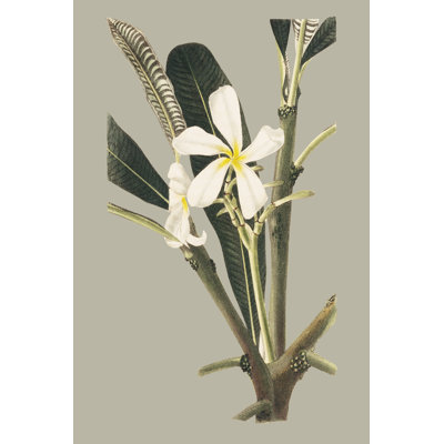 Botanical Cabinet IV