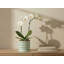 Pot de fleurs Moon Gate pour orchidées avec soucoupe intégrée - Petit pot en céramique émaillée pastel (lot de 4) - Jarin extérieur-1232645004-1232645005