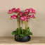 Orchid Floral Arrangement in Planter-249749283-249749282-249749292