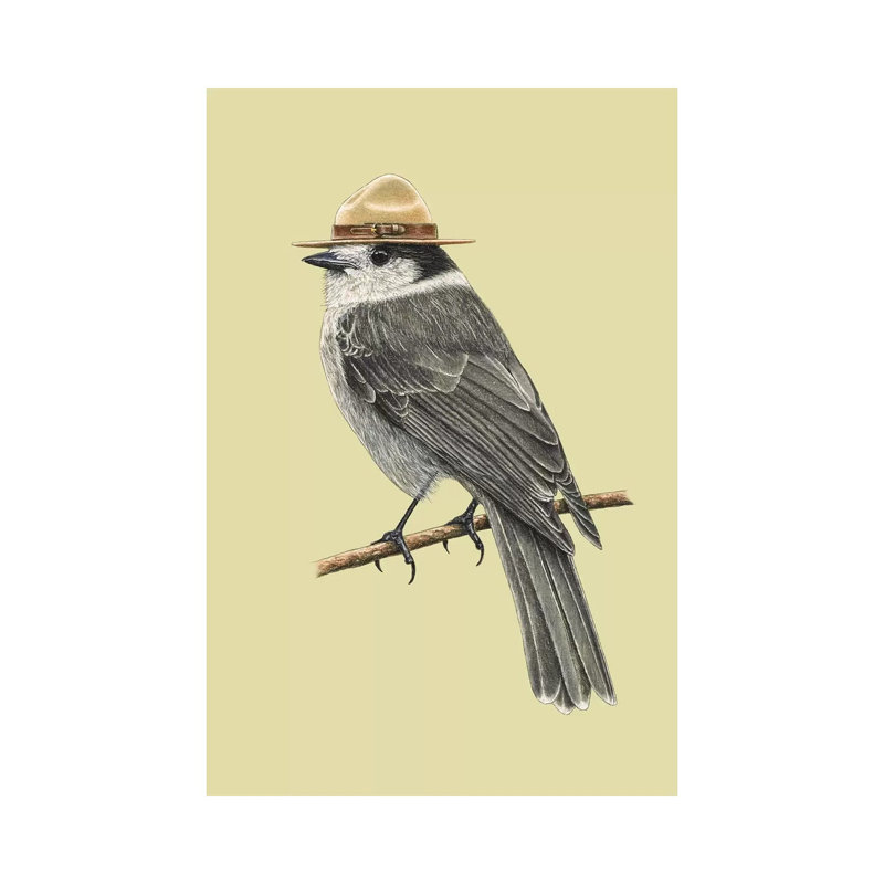 «Canada Jay» par Mikhail Vedernikov - Giclée sur toile tendue avec châssis, H 40 po x l 26 po x P 1,5 po