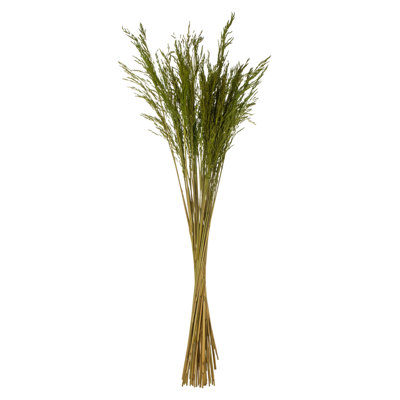 36" Congo Grass, 8 oz Bundle, Dried