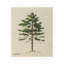Cedar Print-1512797324