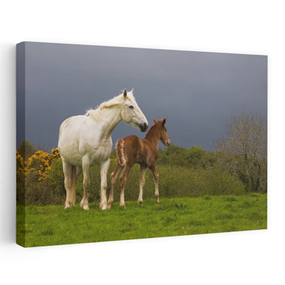 Jument et poulain Co Derry, Irlande, cheval contemporain, art animalier