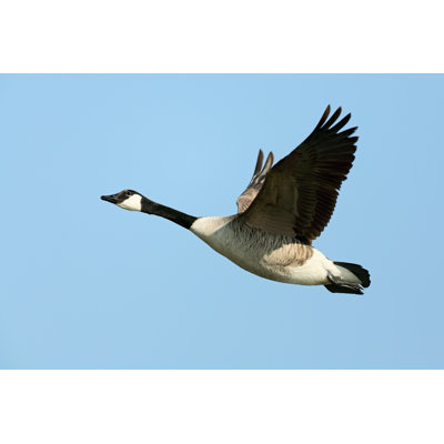 Flying Canada Goose by Andyworks