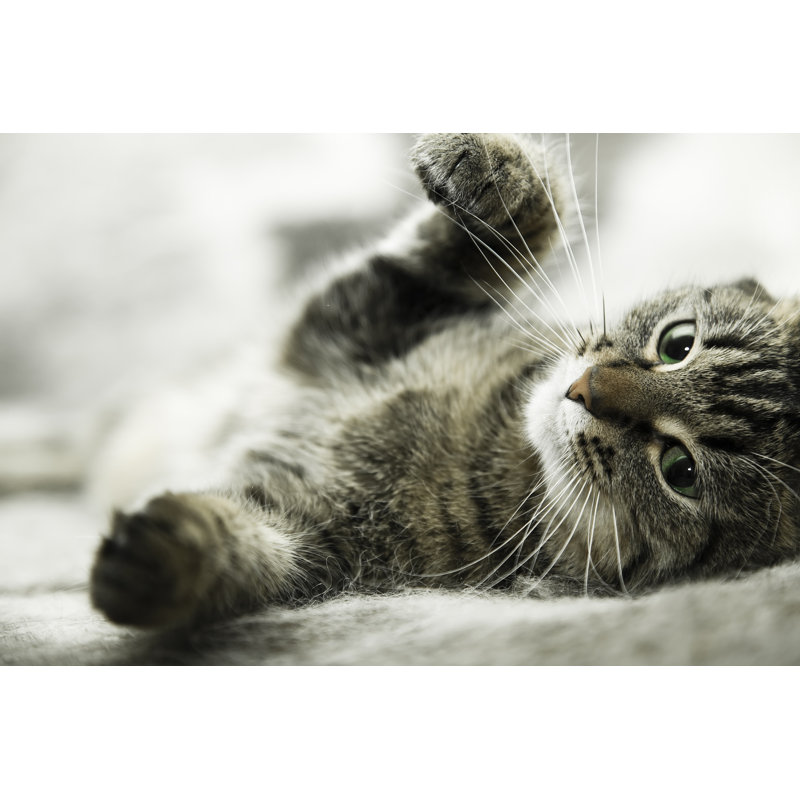 Tabby Cat Lying by Graphixel - Print, 51cm H x 76cm W