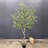 94'' Faux Olive Tree in Pot Liner